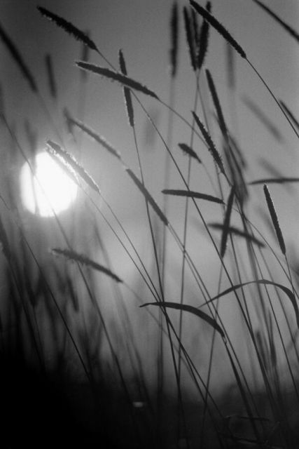 ...večír v trávě...