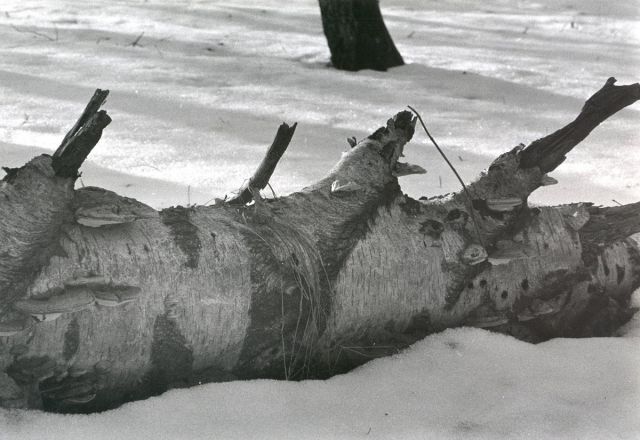 O posvícení  (u sousedů za plotem)