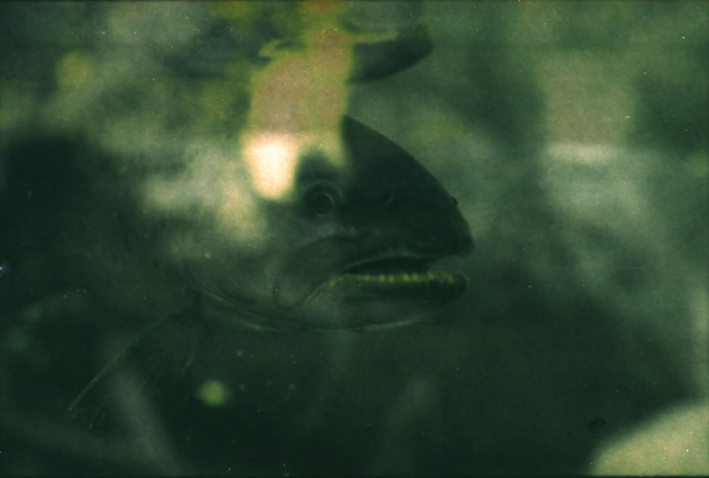 pro tiché blázny.... pro tiché blázny....