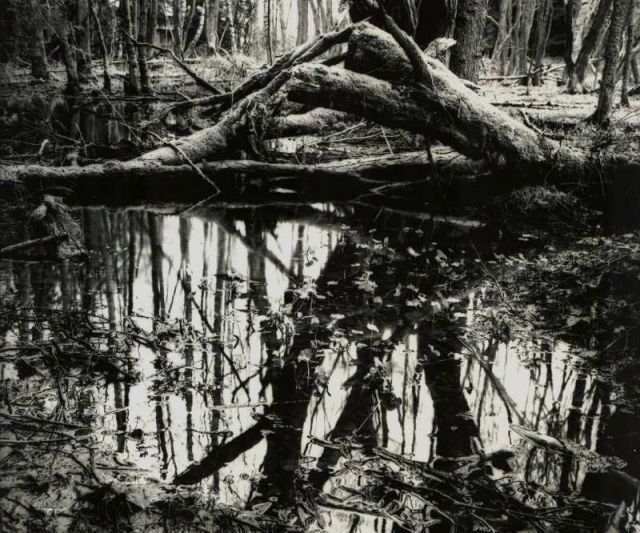 Západočeská everglades Západočeská everglades