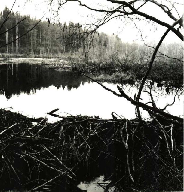 Západočeské everglades Západočeské everglades