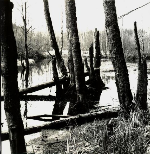 Západočeské Everglades Západočeské Everglades