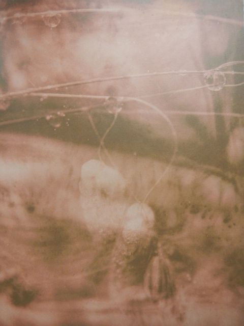 Keď tráva plače Keď tráva plače