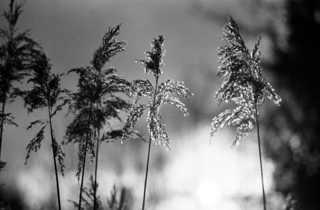 ...světelná před západem...