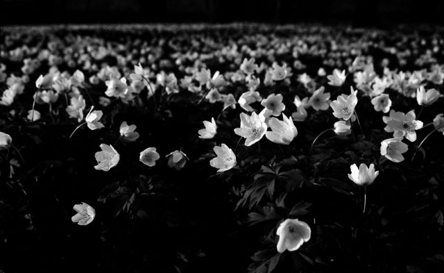 sešlost sasanek sešlost sasanek