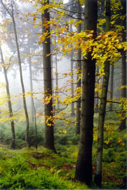 Cestou Na rozhlednu Stepanka