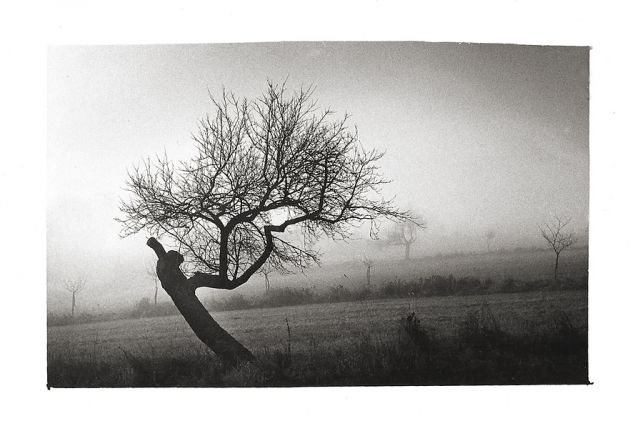 Rajnochovická slívka