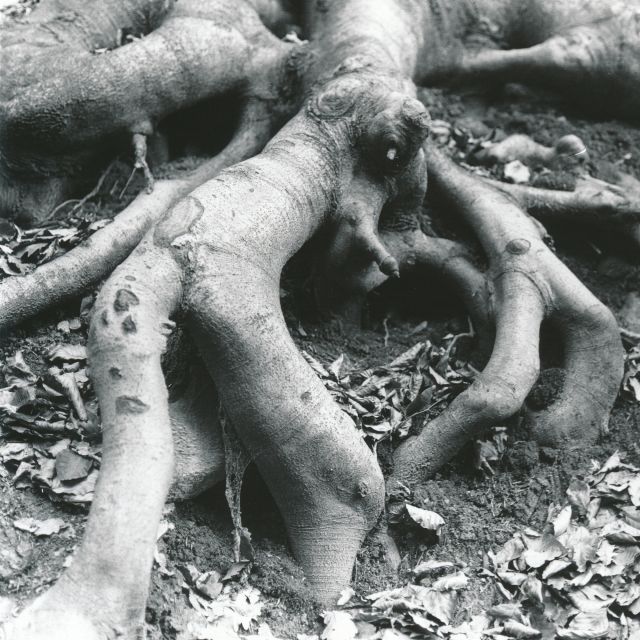 Víc než jen kořeny...