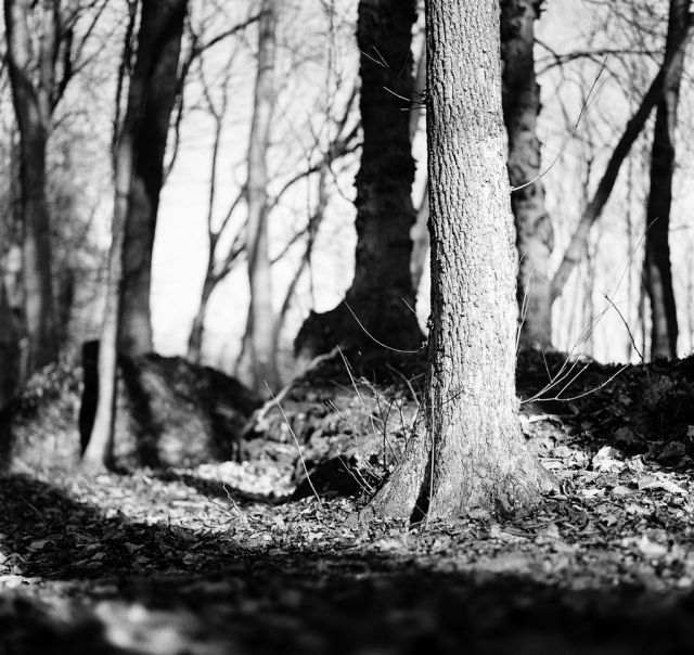 V lese pri Bratislave