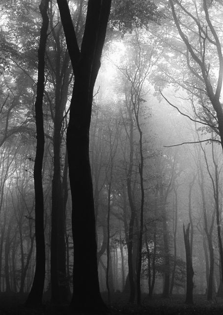 V lese pri Bratislave