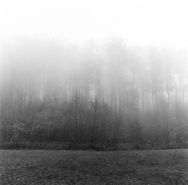 V lese pri Bratislave (na tému: Hmlistá predstava o minimalistickej krajine)