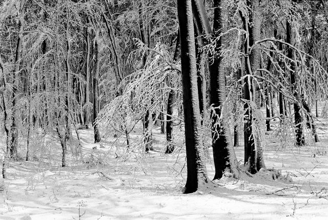 V lese pri Bratislave...