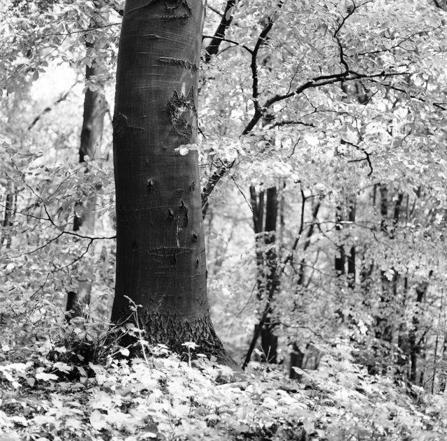 V lese pri Bratislave