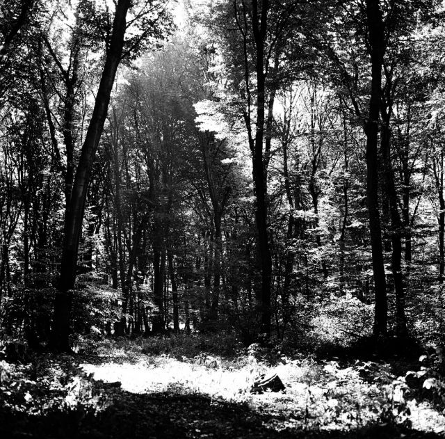 V lese pri Bratislave