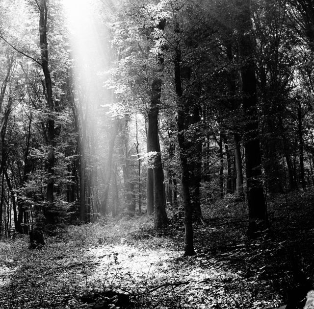 V lese pri Bratislave...