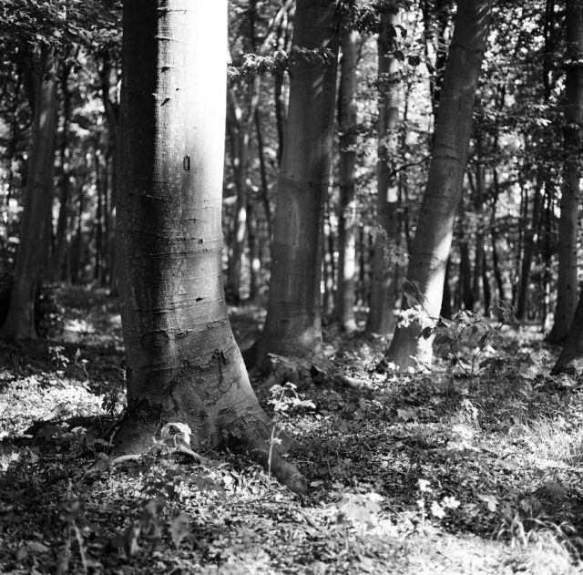 V lese pri Bratislave...