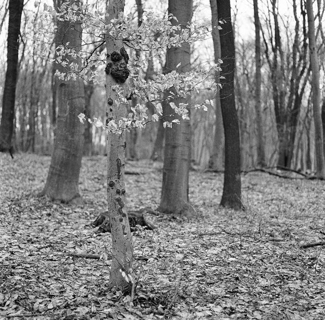 V lese pri Bratislave