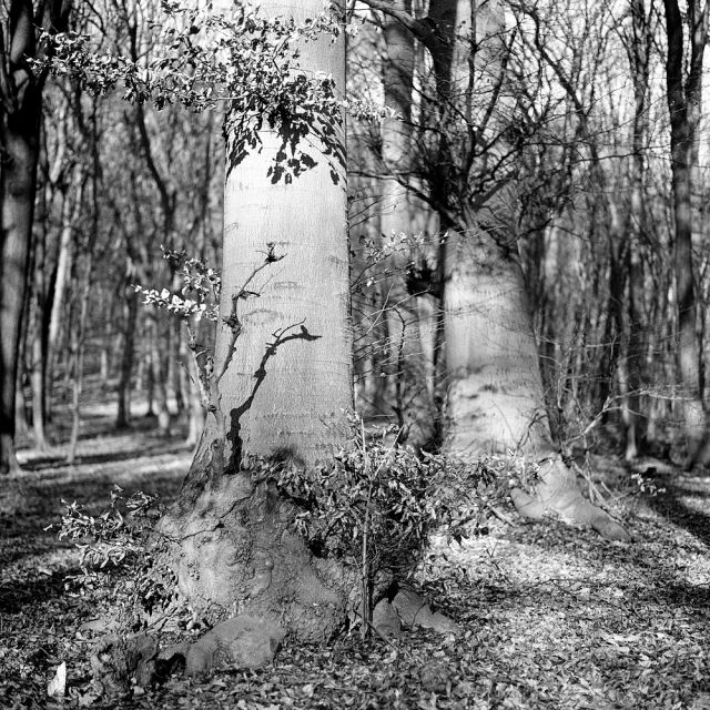 V lese pri Bratislave