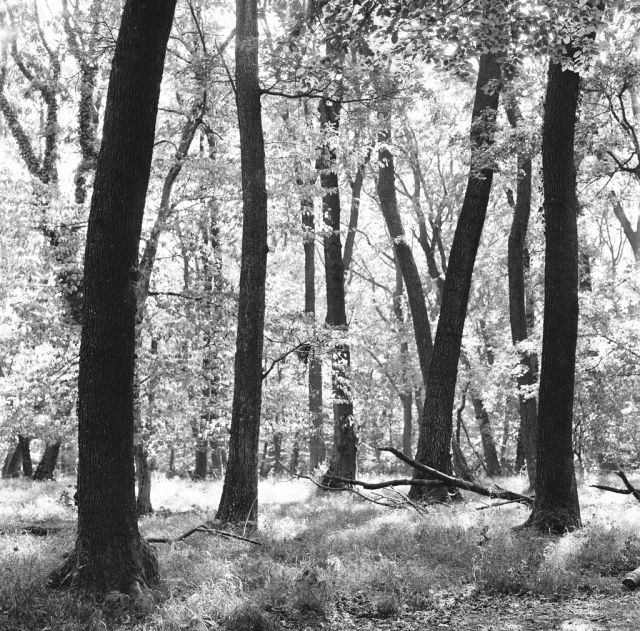 V lese pri Bratislave...