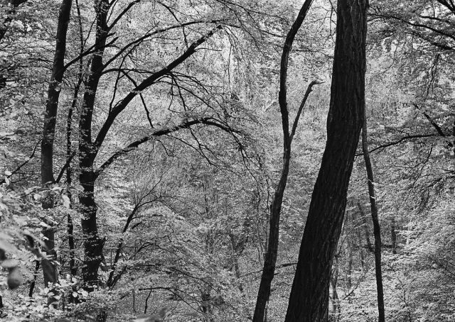 V lese pri Bratislave (občas prevetrám aj kinofilm)