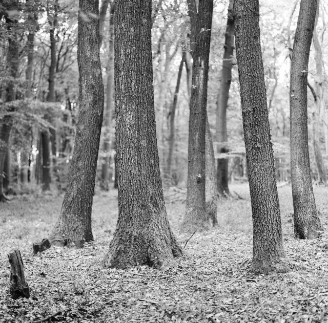 V lese pri Bratislave