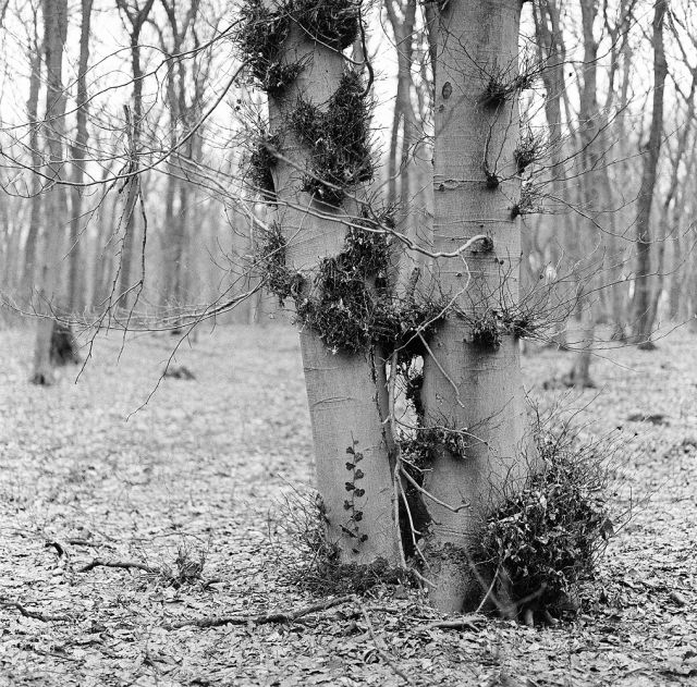 V lese pri Bratislave