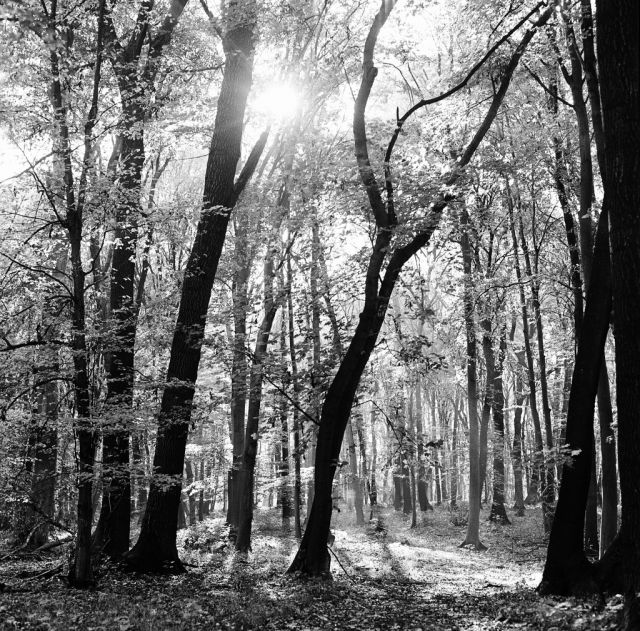 V lese pri Bratislave