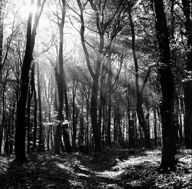 V lese pri Bratislave