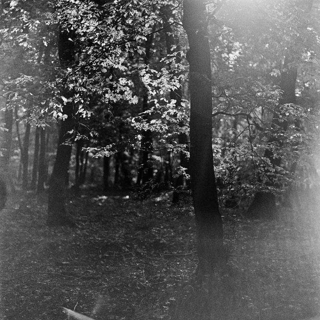 V lese pri Bratislave