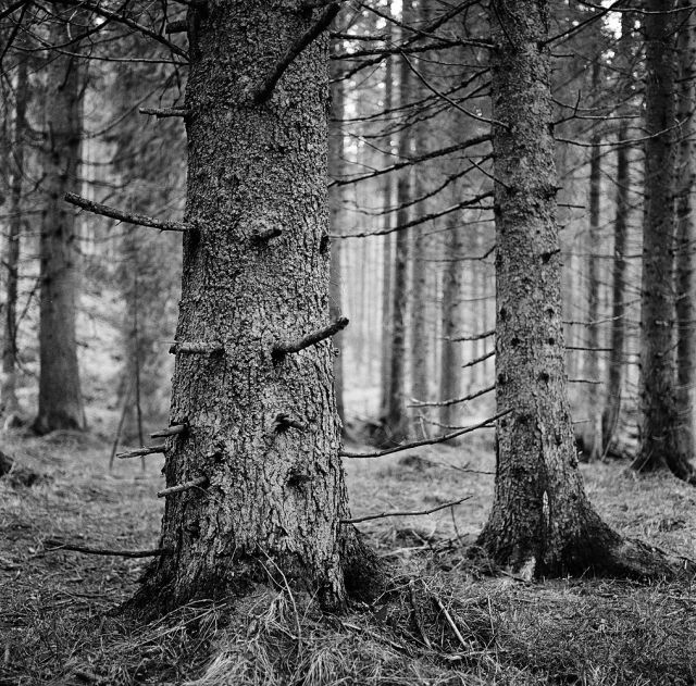 V lese za Zubercom...