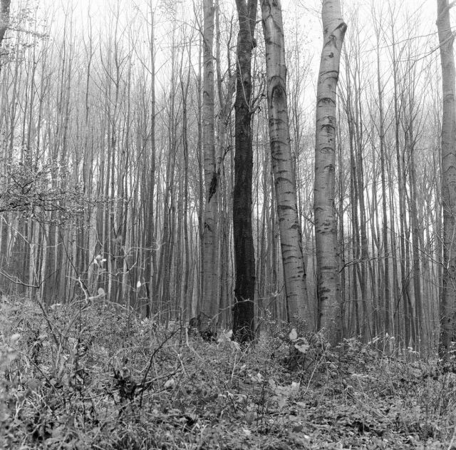 V lese pri Bratislave (chyba v čiarovom kóde)