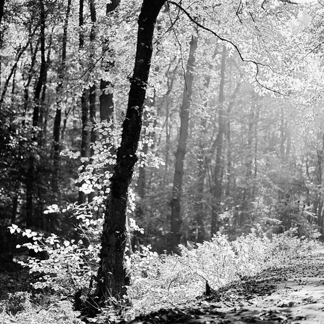 V lese pri Bratislave