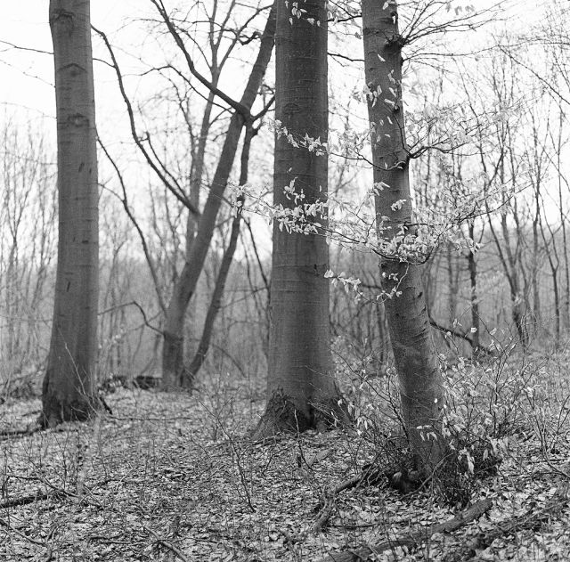 V lese pri Bratislave