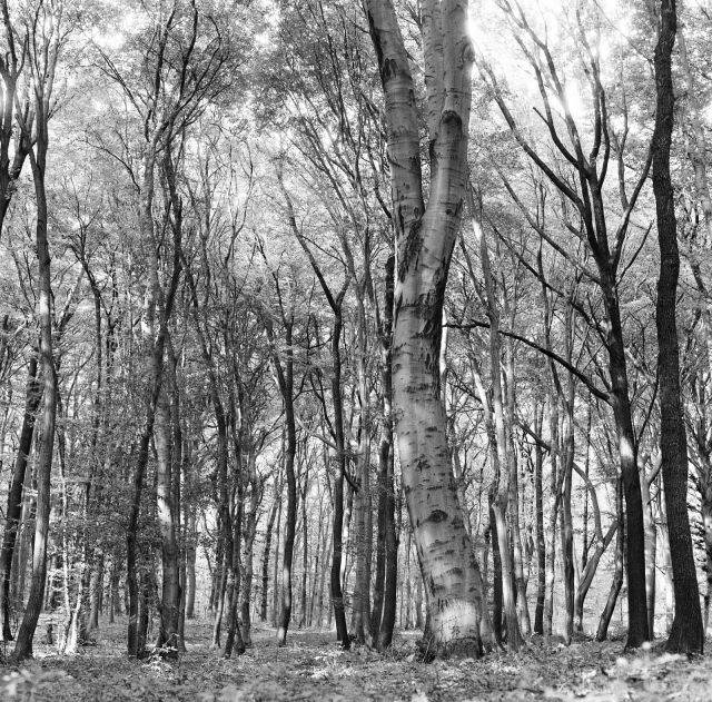 V lese pri Bratislave