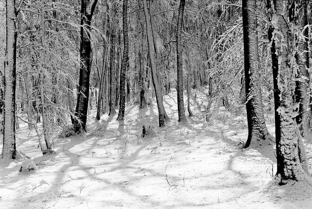 V lese pri Bratislave...