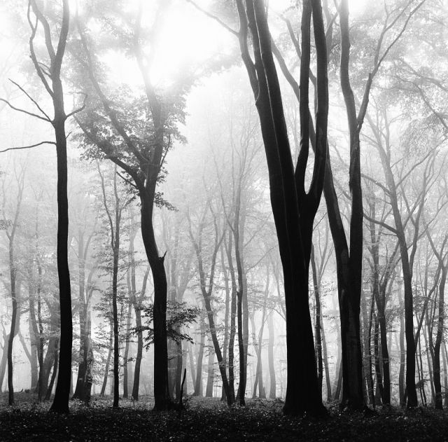 V lese pri Bratislave...