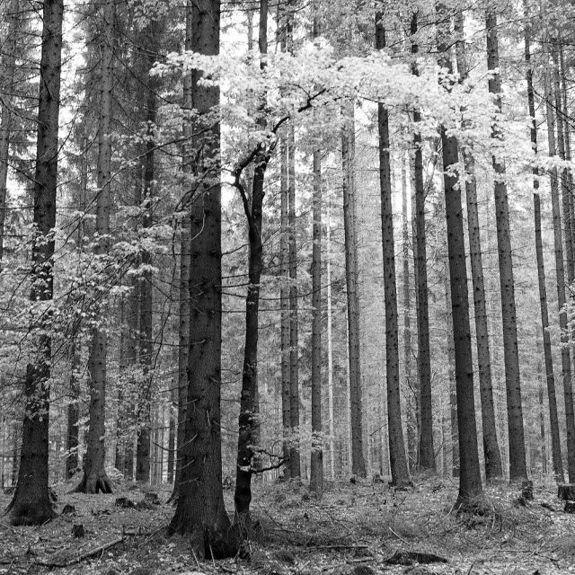 V lese za Zubercom...