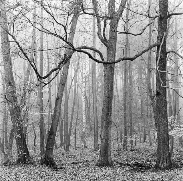 V lese pri Bratislave...