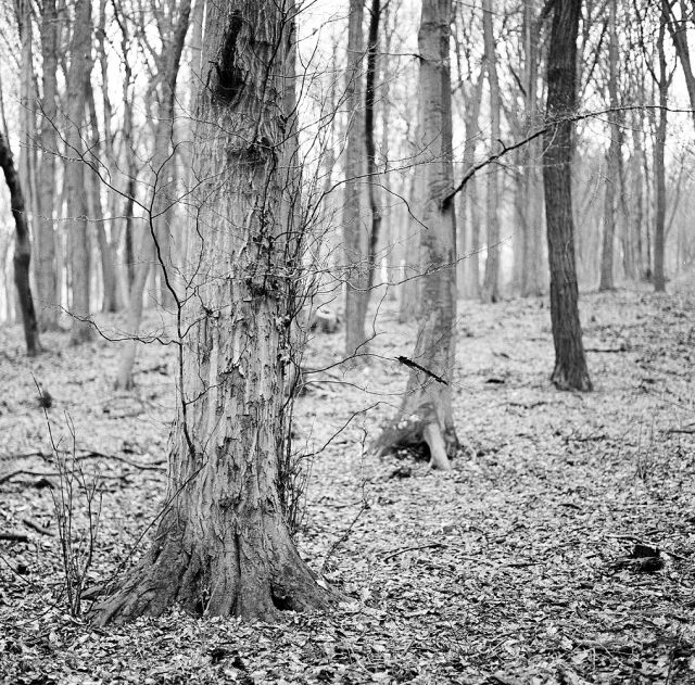 V lese pri Bratislave