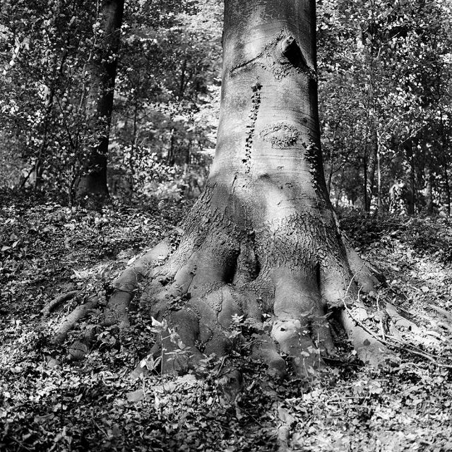 V lese pri Bratislave