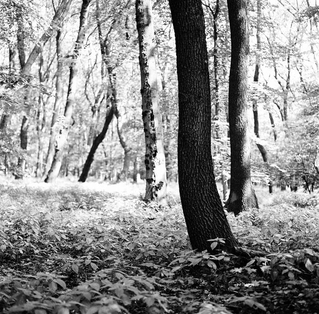 V lese pri Bratislave