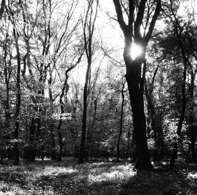 V lese pri Bratislave