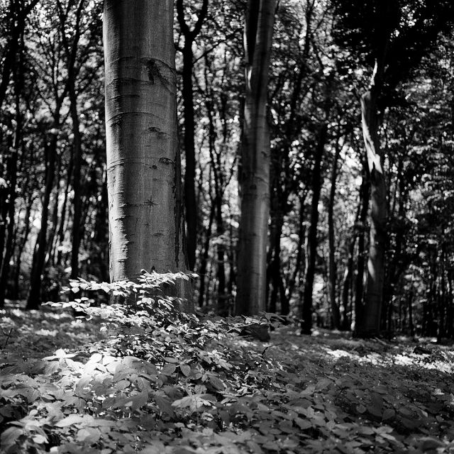 V lese pri Bratislave