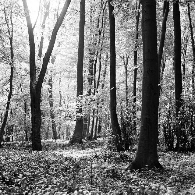 V lese pri Bratislave...