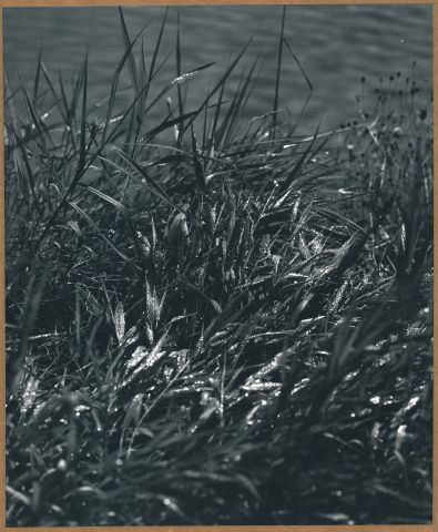 U rybníka U rybníka