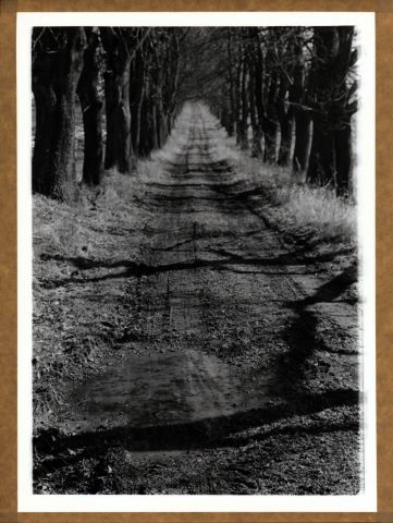 Alej u Nového Dvora Alej u Nového Dvora