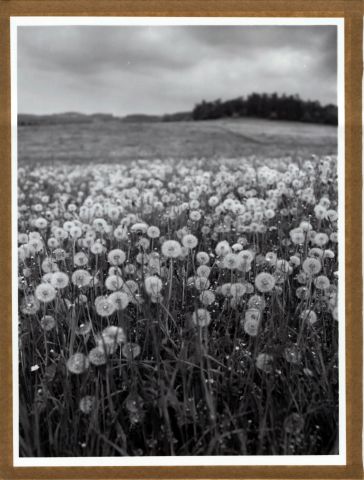 Za Ovesnými Kladrubami Za Ovesnými Kladrubami