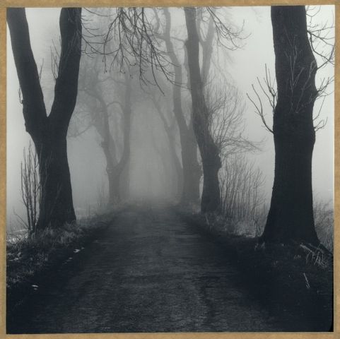 Bezvěrovská alej Xi/2015 Bezvěrovská alej Xi/2015