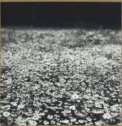 Heřmánkové pole Heřmánkové pole