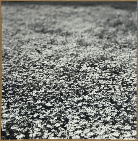 Heřmánek Heřmánek